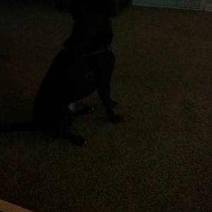 Meet your Posher, Devin